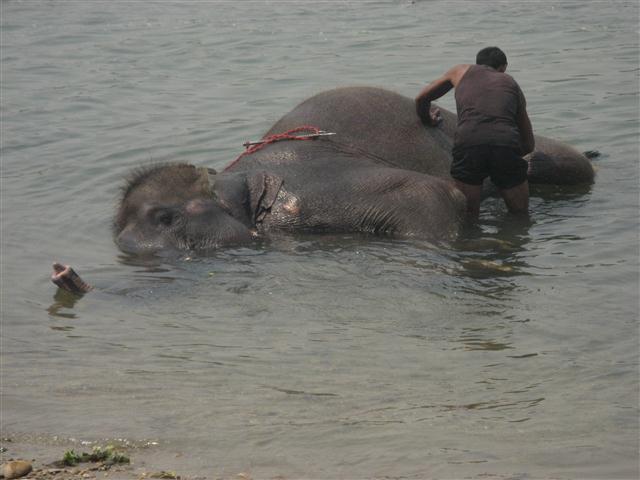 Chitwan Elephant Bath
