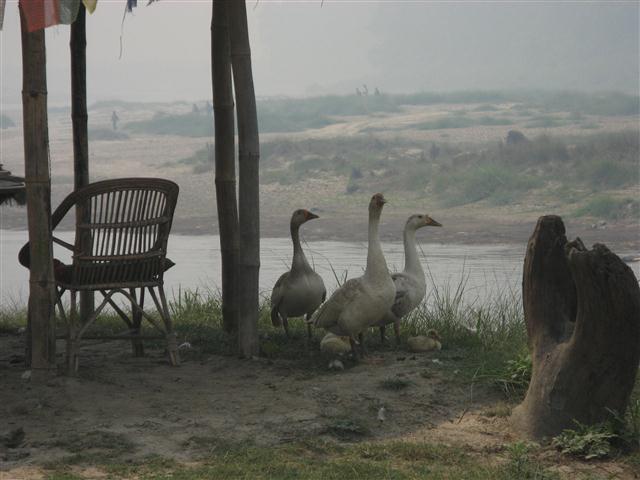 Chitwan geese
