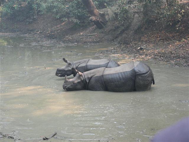 Rhinos in Nepal