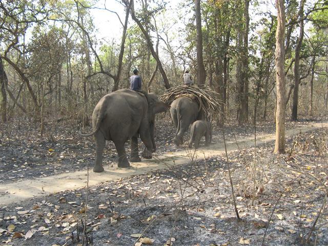 Chitwan Nepal Elephants