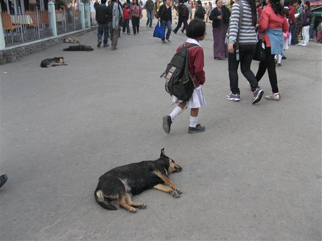 Darjeeling Dogs