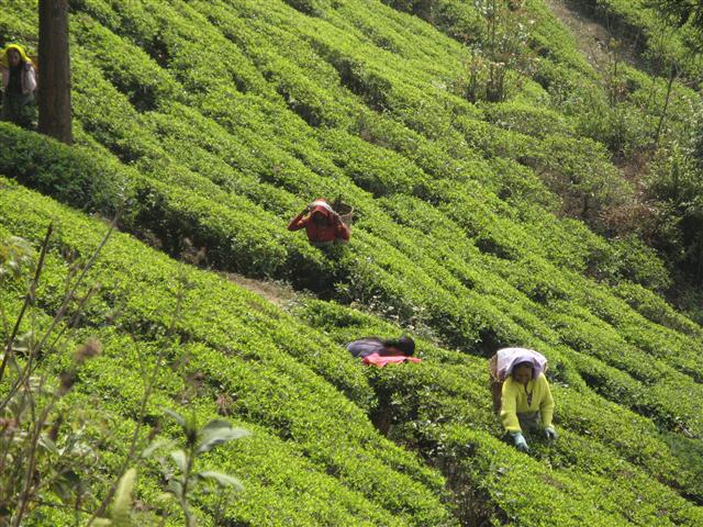 Hand picking tea on the hillsides of Darjeeling