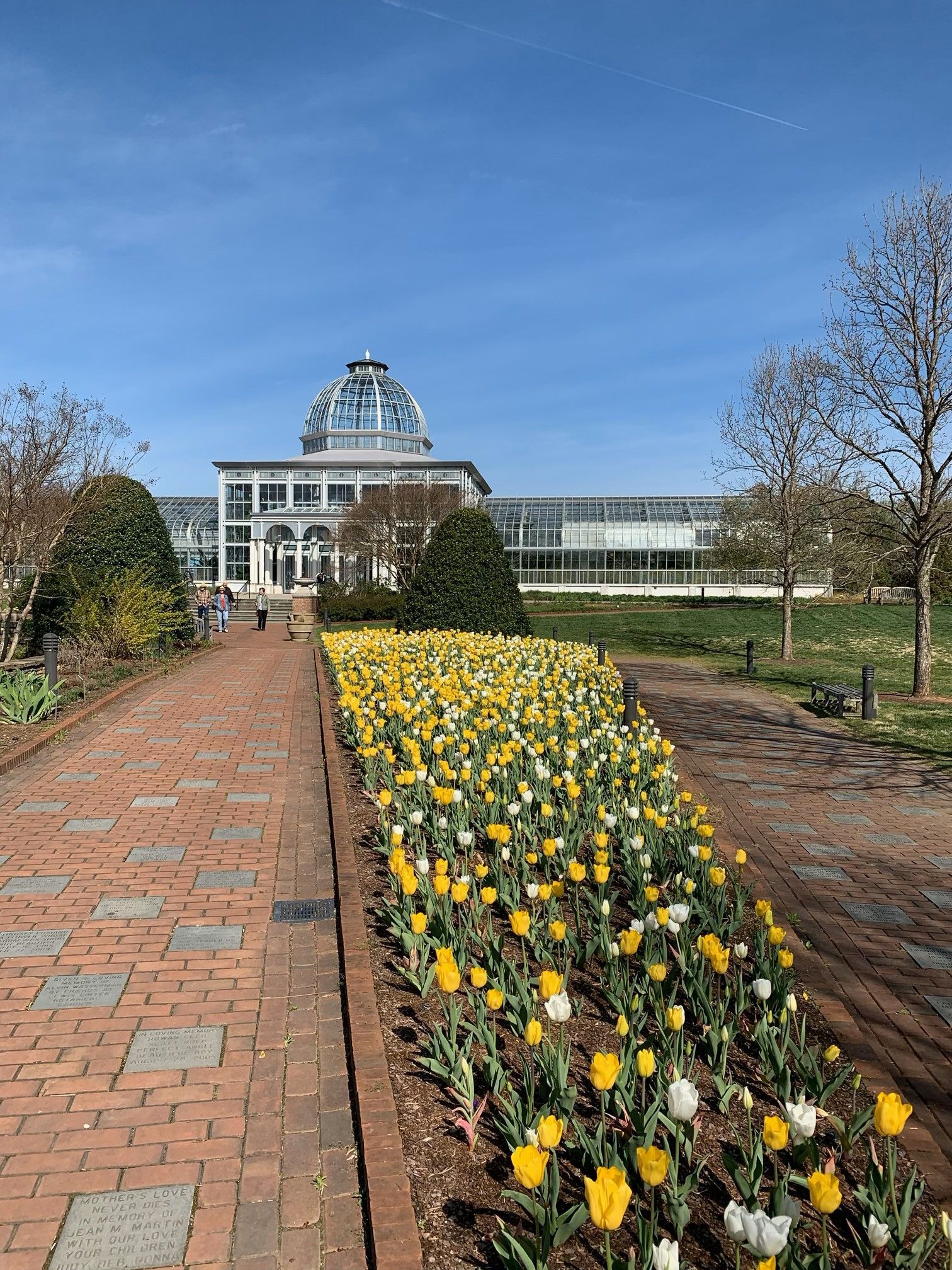 A brick walkway lined with yellow and white flowers and a greenhouse in the background.