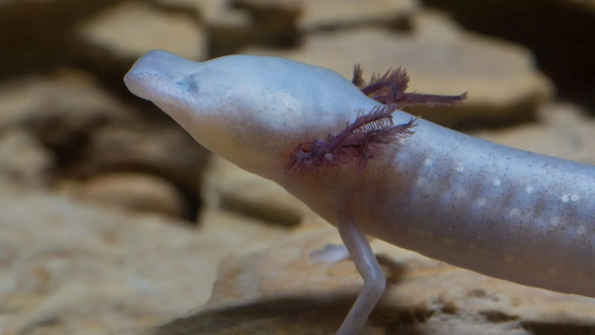 Believe it or not, some animals live in caves all year round. Discover 5 of the creepiest cave creatures.
