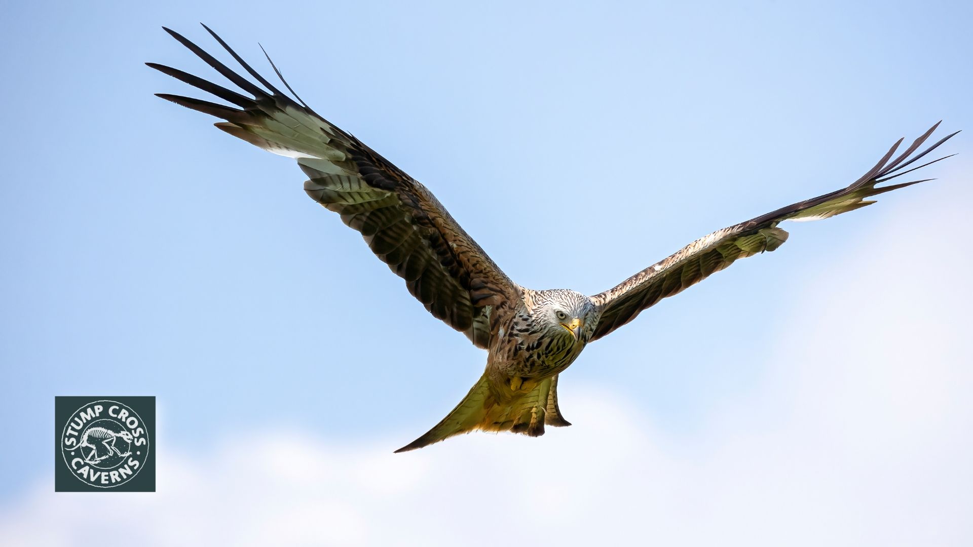 Are you interested in birdwatching? The Yorkshire Dales National Park is a great location. Learn more about the species you can spot.