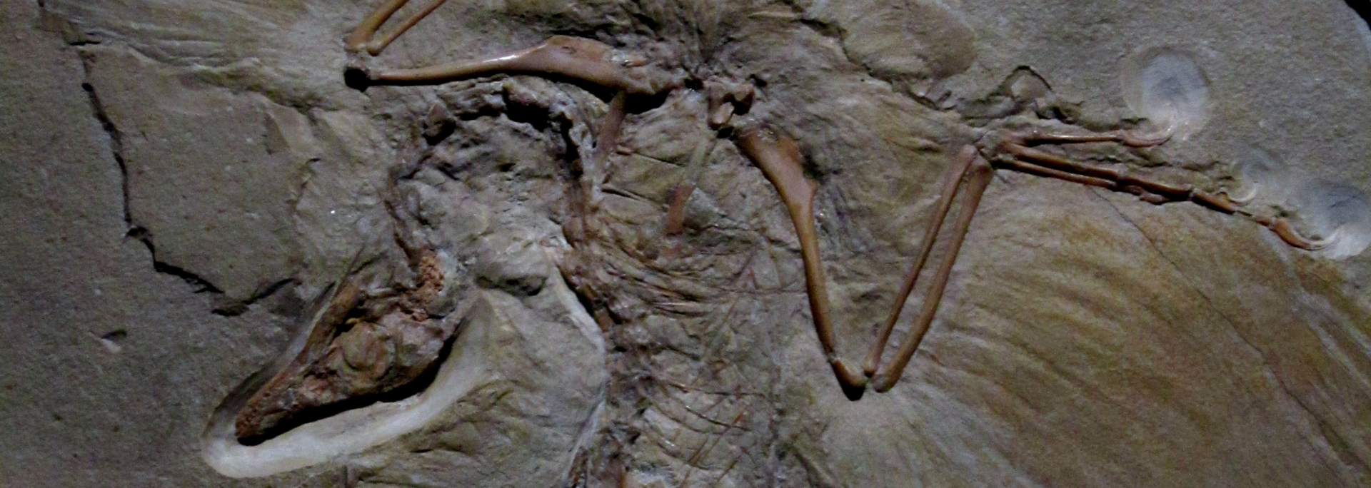 Picture of  the Archaeopteryx fossil.