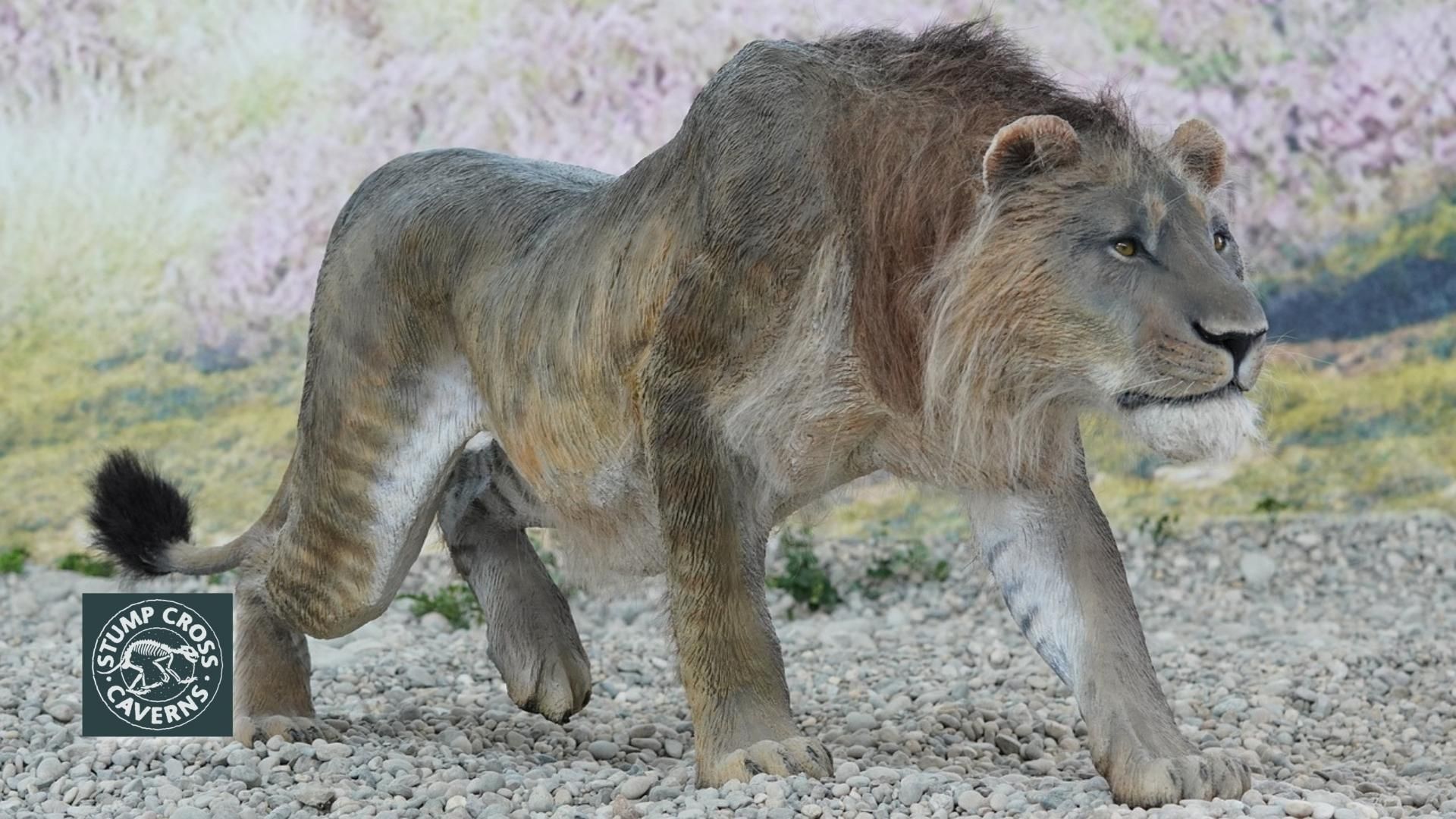 Britain isn't known for fierce creatures nowadays – but things used to be very different. Learn about one of our scariest Stone Age animals: the cave lion.