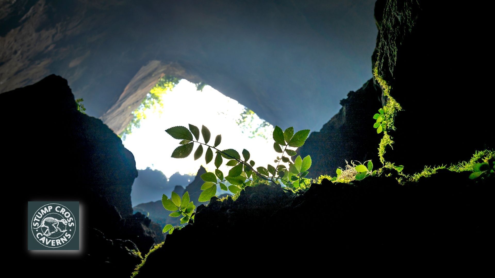 Can plants grow in caves?