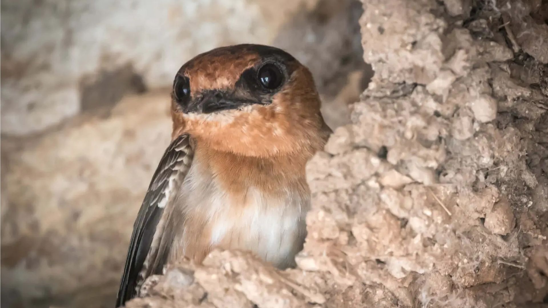 Caves are home to a wide range of animals – from birds to insects, from snakes to fish. Join us as we look at some of the weirdest and most wonderful. Caves are home to a wide range of animals – from birds to insects, from snakes to fish. Join us as we look at some of the weirdest and most wonderful.