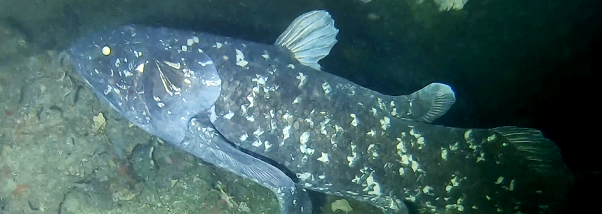 Picture of a Coelacanth.