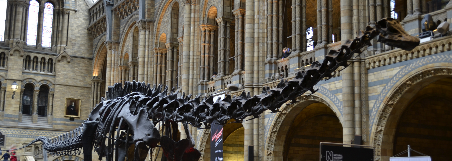 Picture of Dippy the Diplodocus.