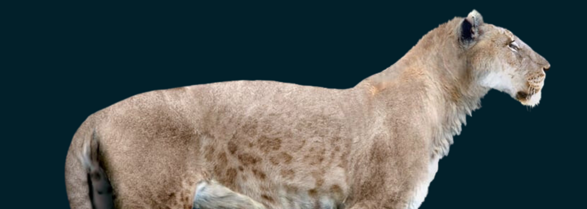 Image of a Eurasian Cave Lion