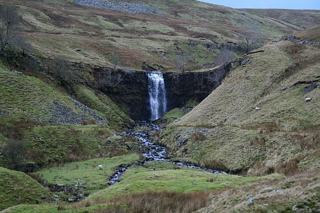 Picture of Force Gill 