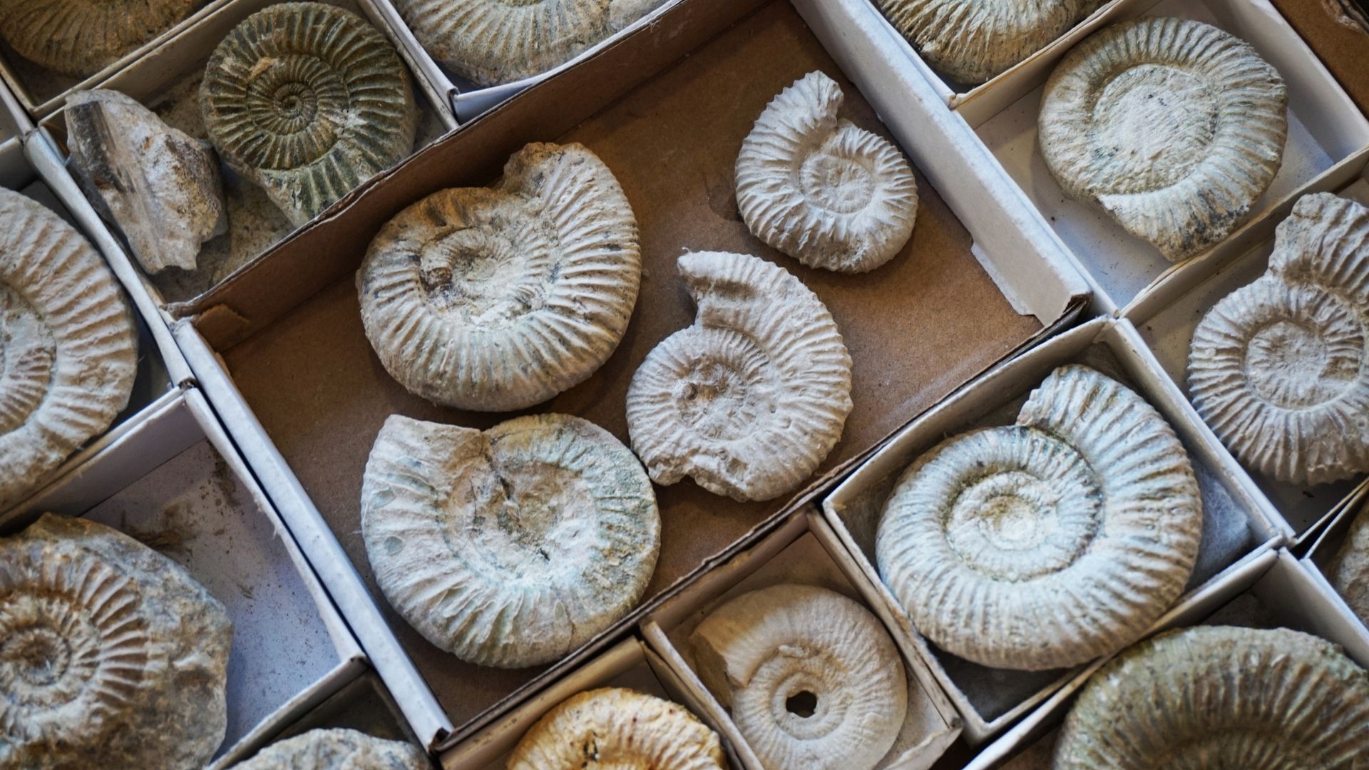 Want to buy a present for a dad who's mad about fossils? Explore 6 Father's Day options 