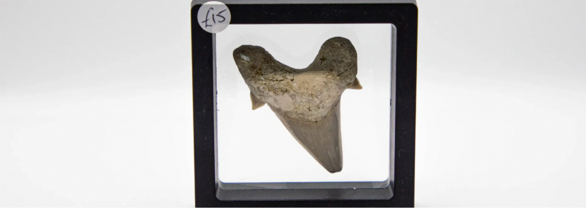 Picture of a Fossilised shark tooth in display case. Picture of a Fossilised shark tooth in display case.