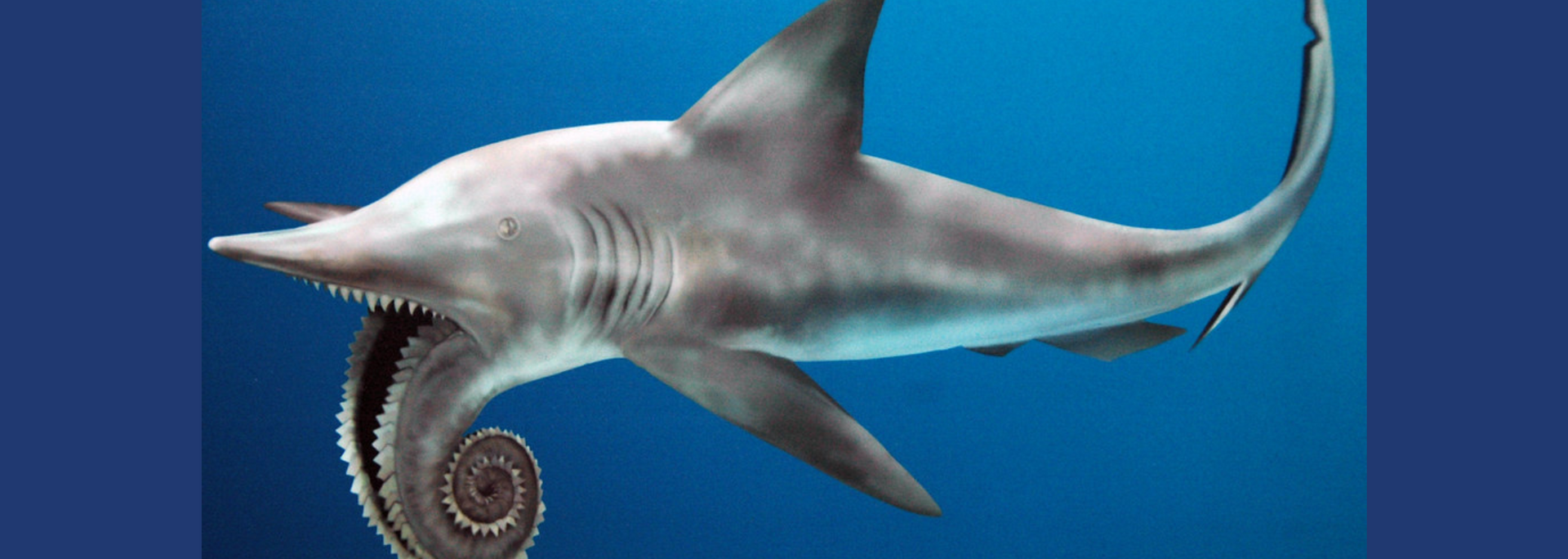 Picture of a Helicoprion.