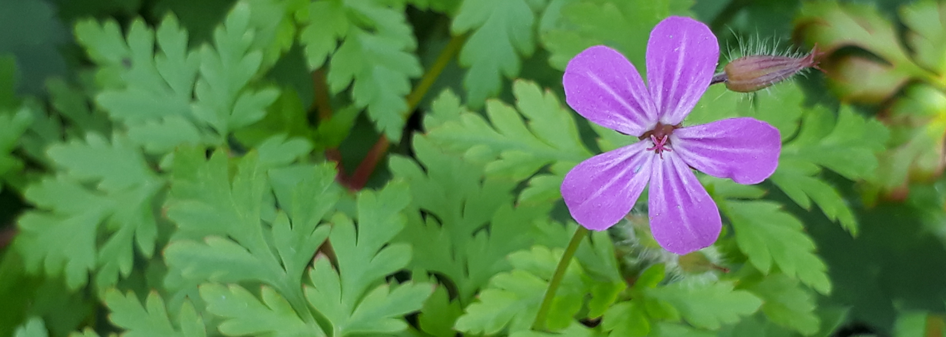Picture of the Herb Robert flower Picture of the Herb Robert flower