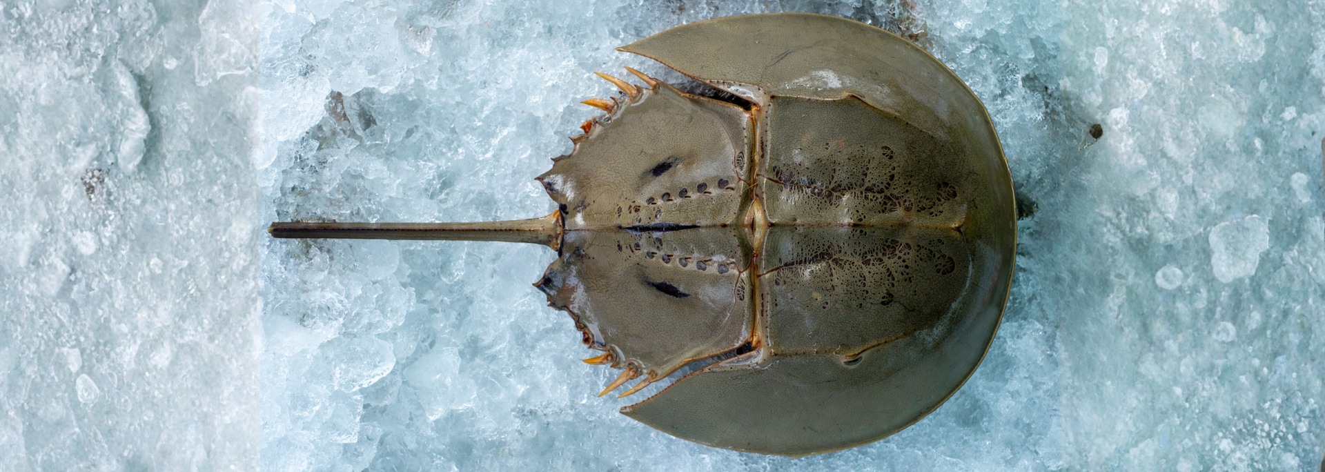 Picture of a Horseshoe crab. 