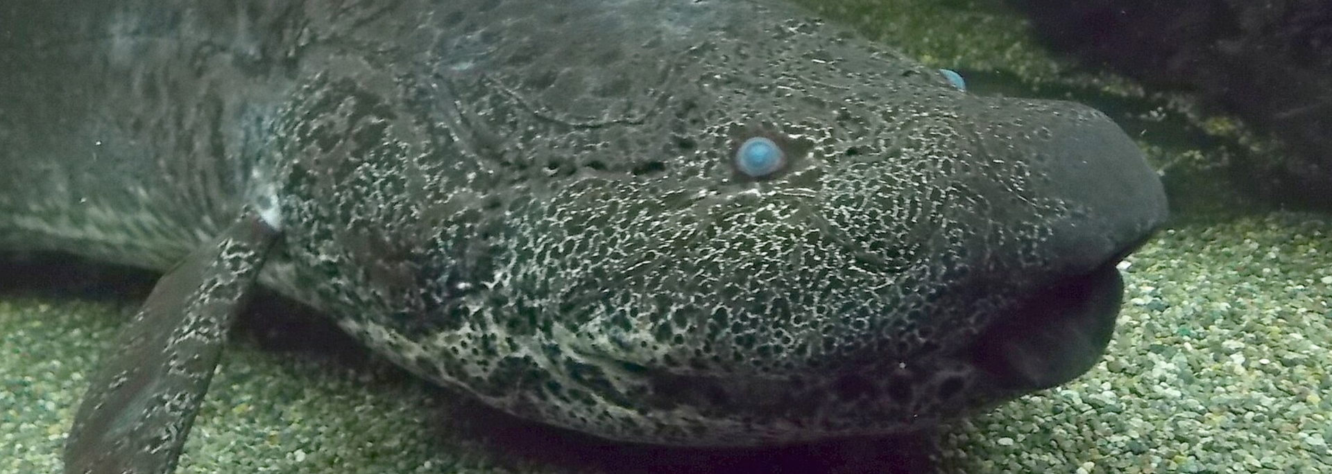 Picture of a lungfish. 
