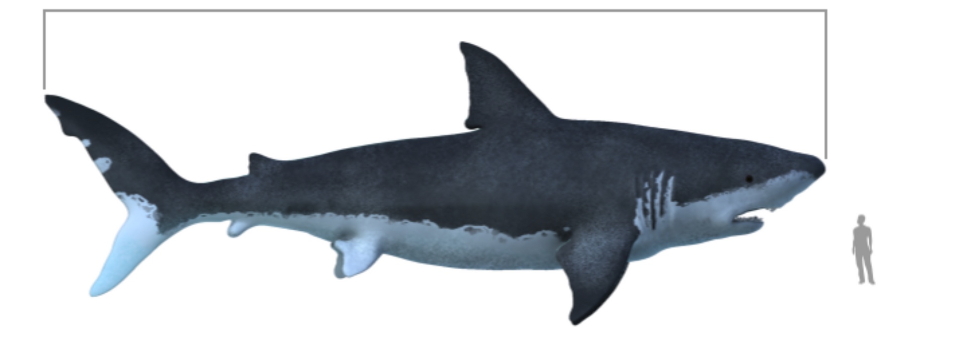 Picture of a Megalodon.