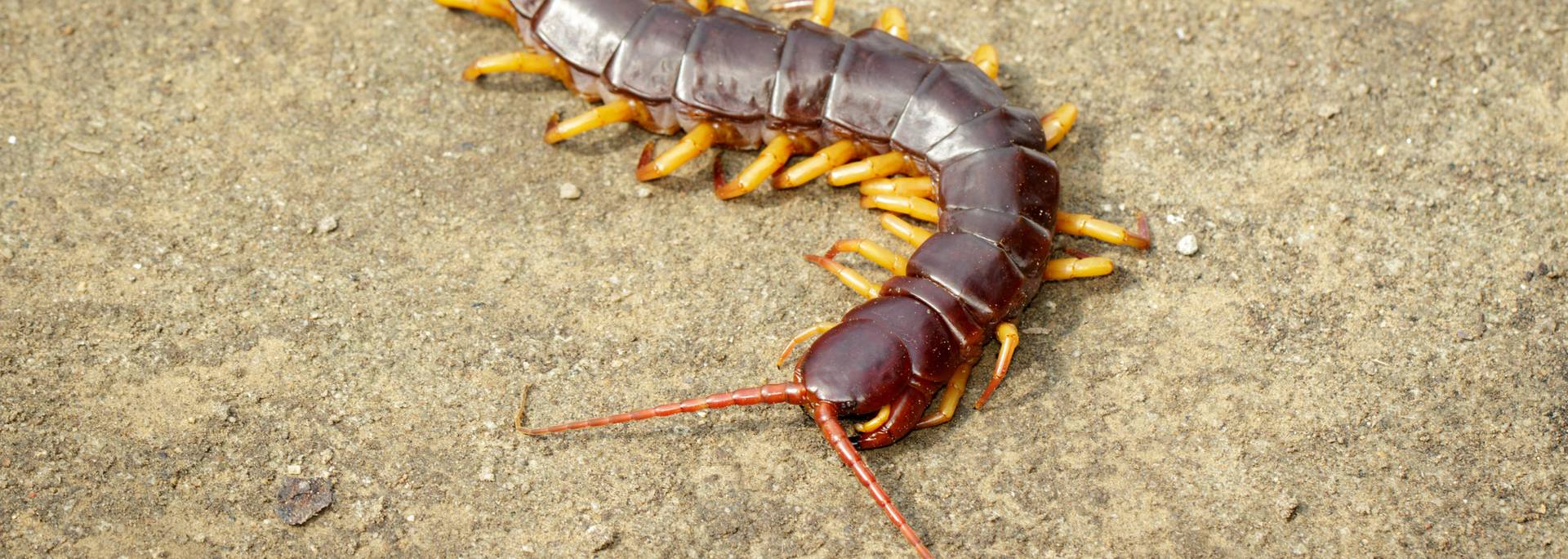 Picture of centipede. Picture of centipede.