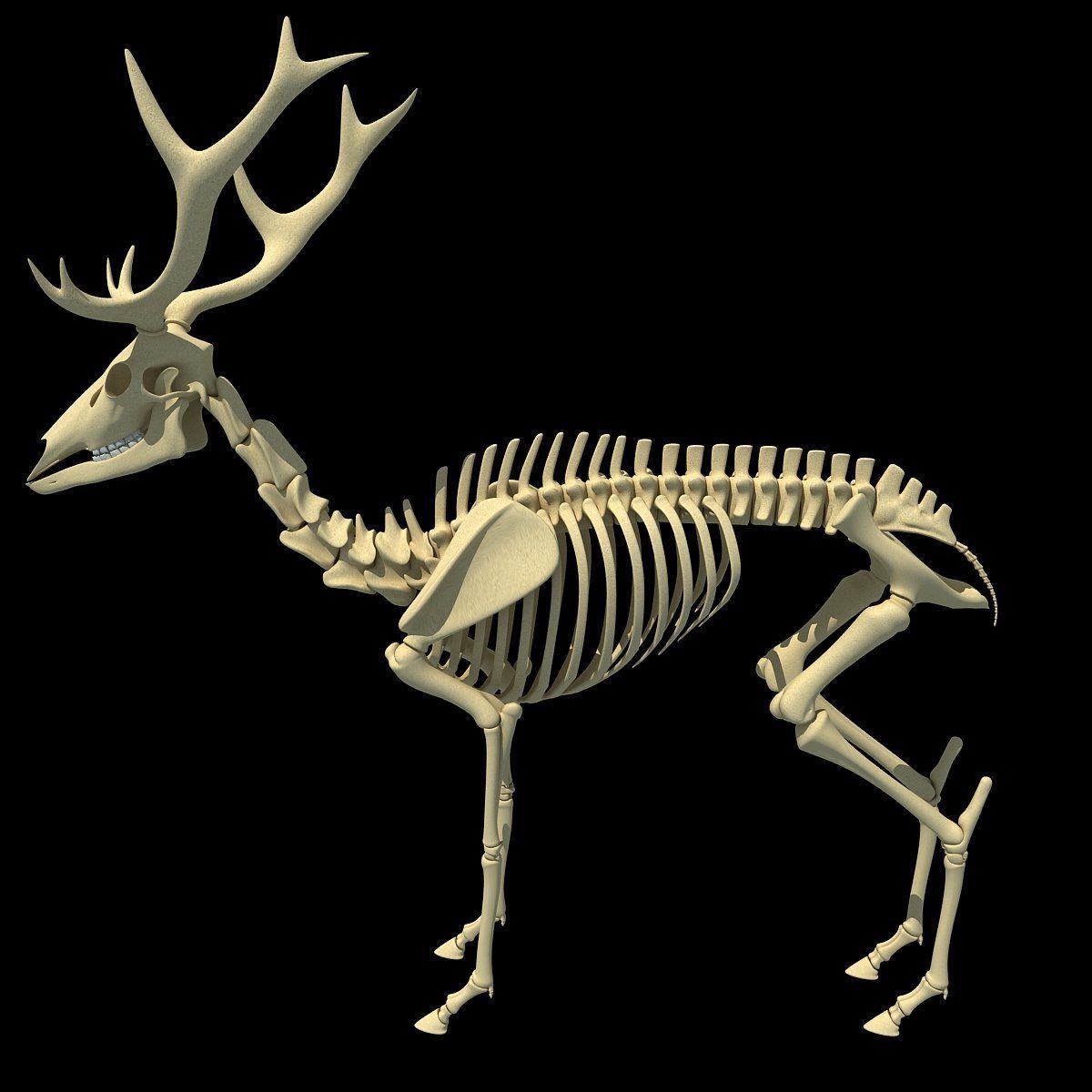 Reindeer skeleton