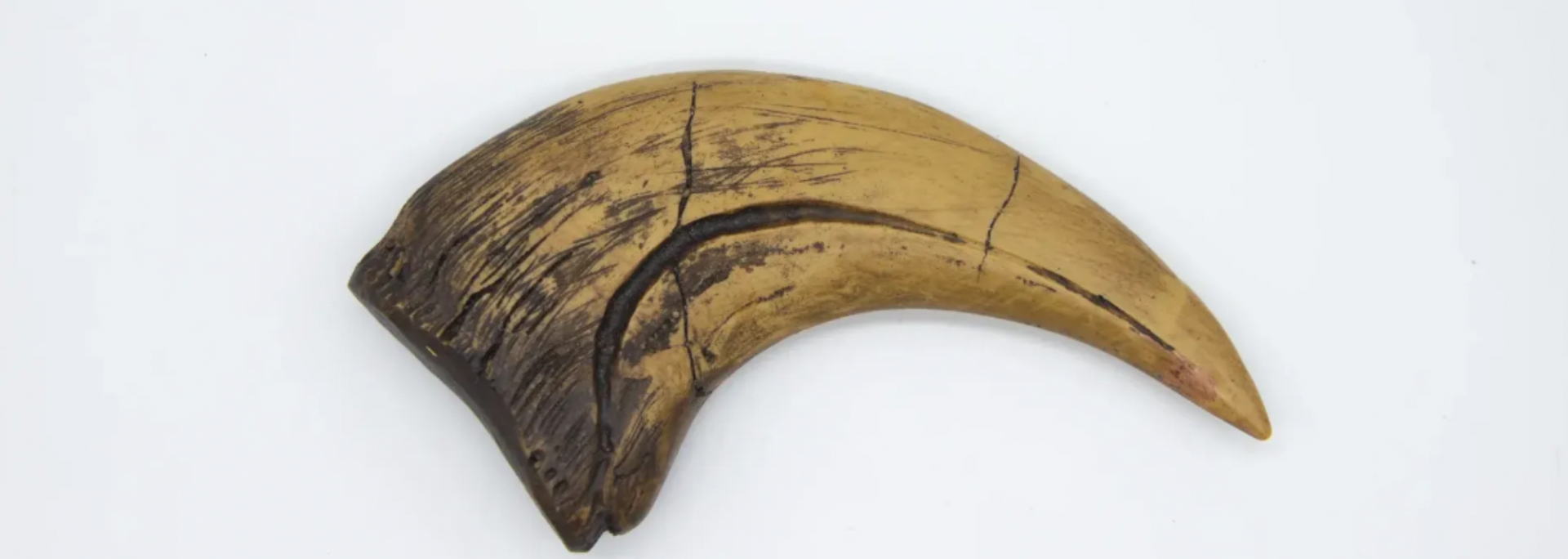 Picture of Replica fossils. Picture of Replica fossils.
