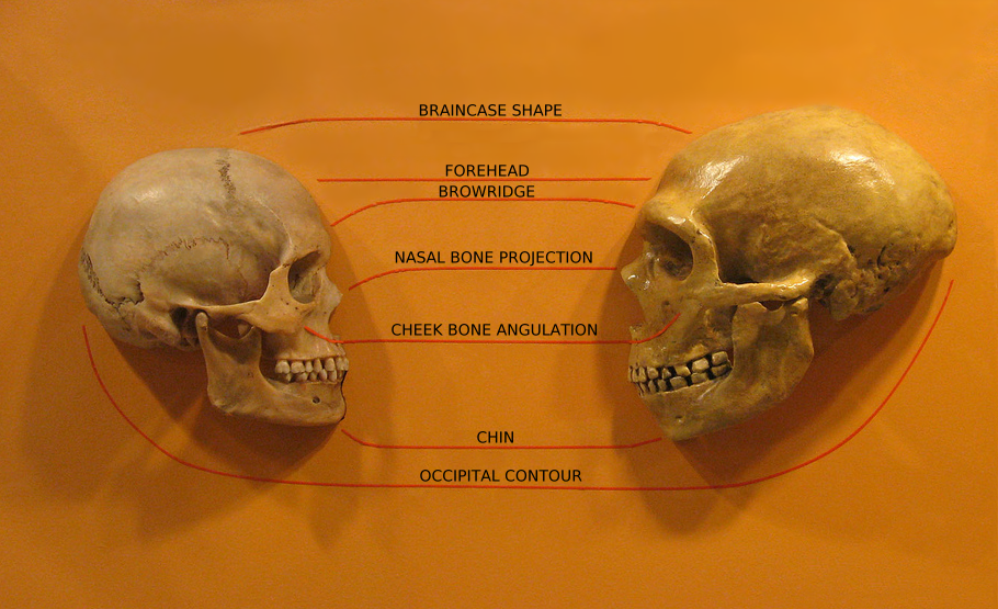 Picture of a Neanderthal skull compared with a Human Skull