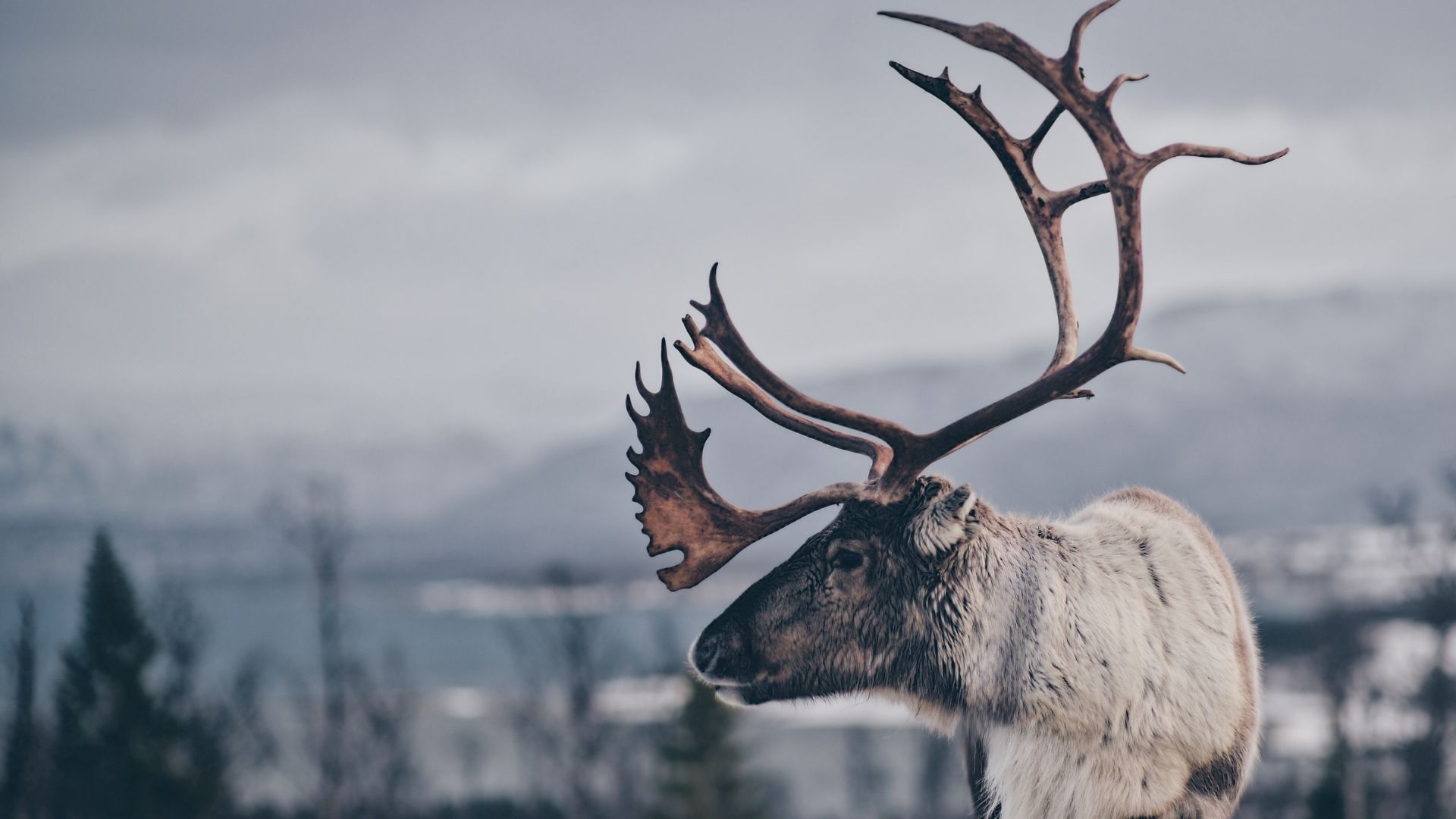 Reindeer Cavern gets its name from the remains of 4 prehistoric reindeer. Learn how it was discovered. Reindeer Cavern gets its name from the remains of 4 prehistoric reindeer. Learn how it was discovered.