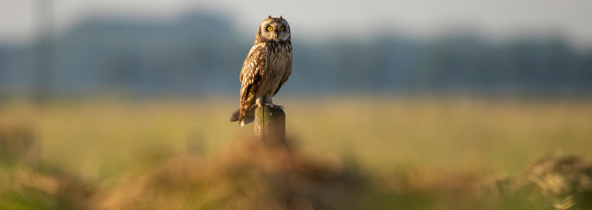 Short Eared Owl perched on a fence post in the middle of a field.