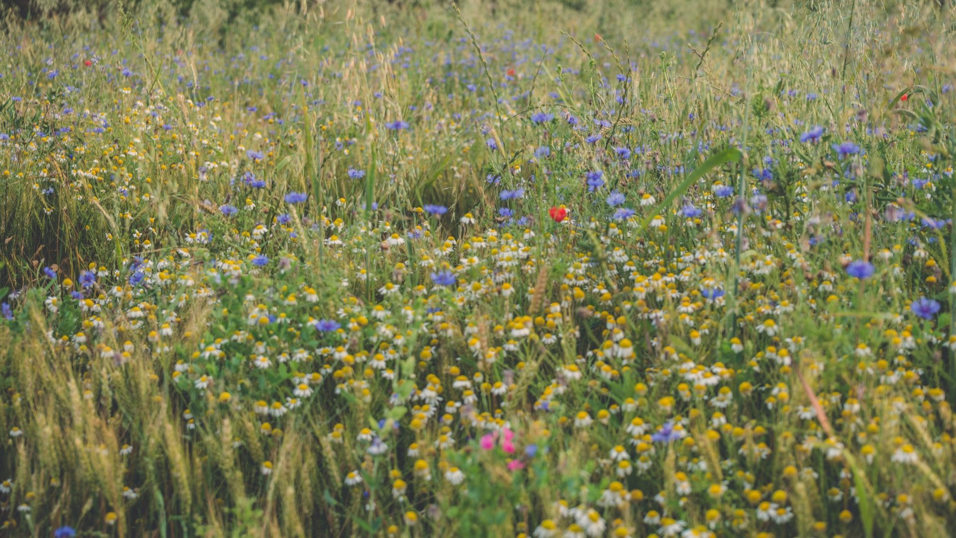 Discover beautiful wildflower meadows in the Yorkshire Dales this spring