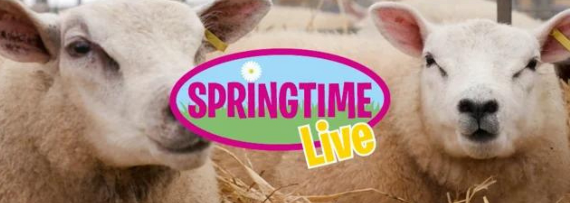 Picture of Springtime Live
