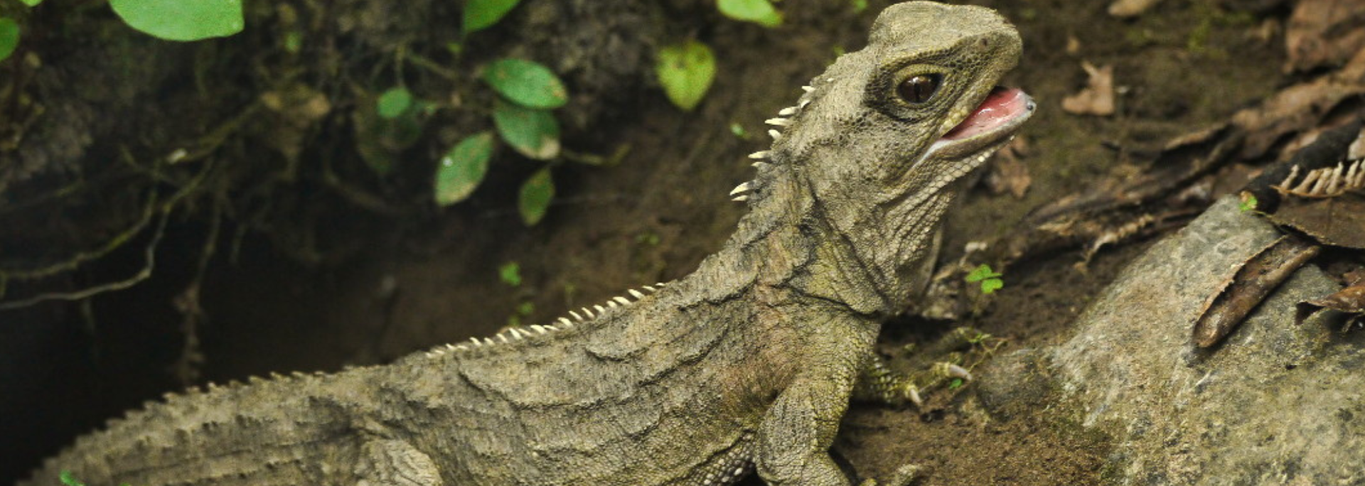 Picture of a Tuatara. 