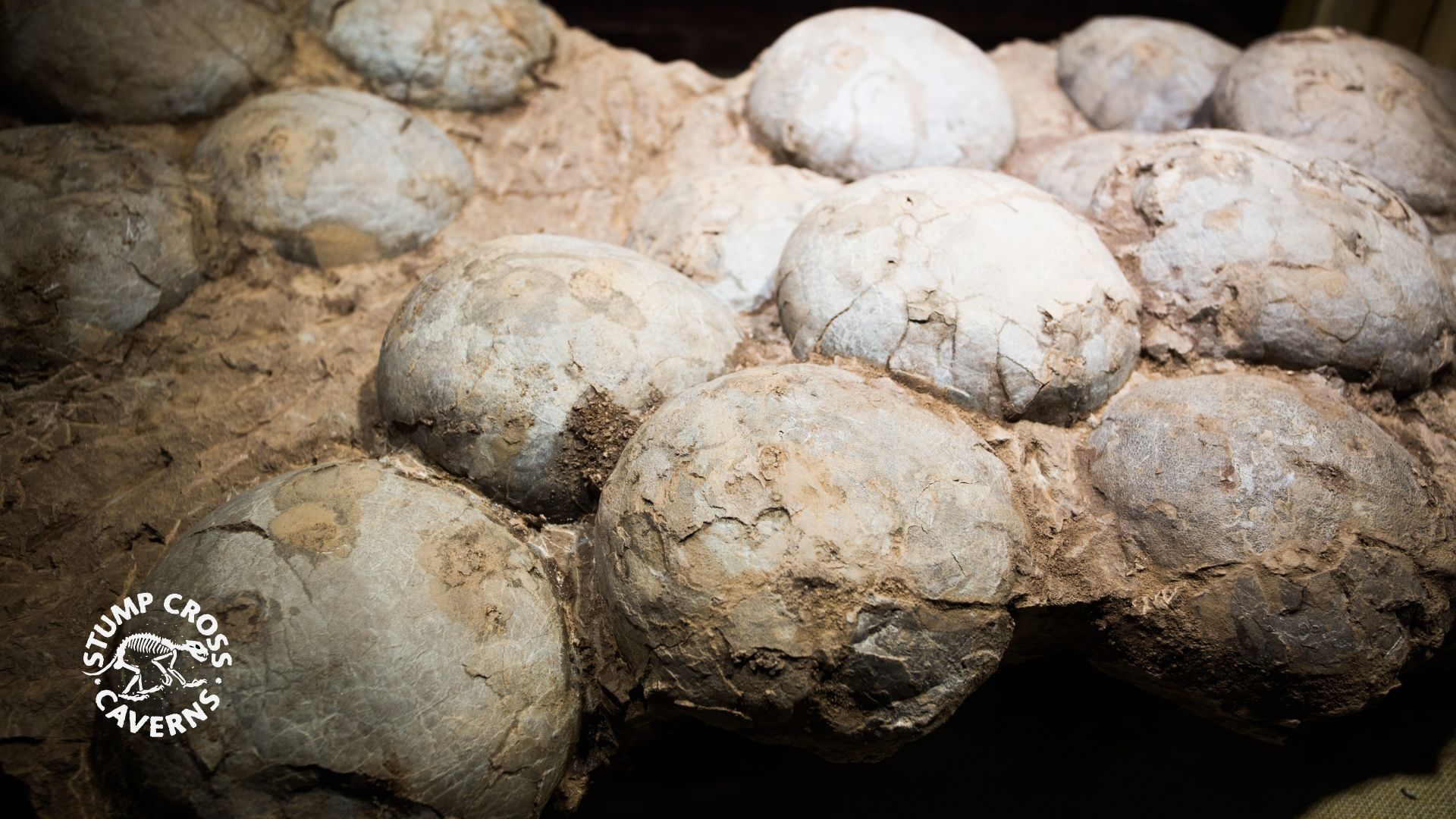 At Stump Cross Caverns, we're mad about geology. Learn about the time we got a dinosaur egg scanned.