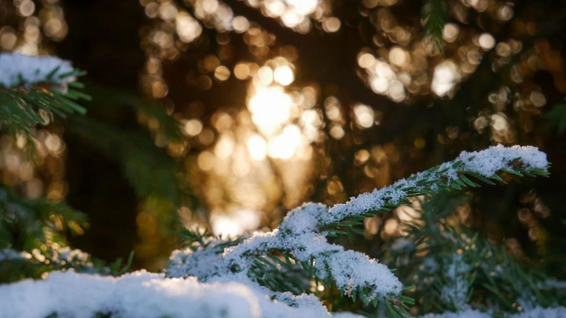 What's on at Stump Cross Caverns this Christmas? Explore our exciting calendar of festive events today.
