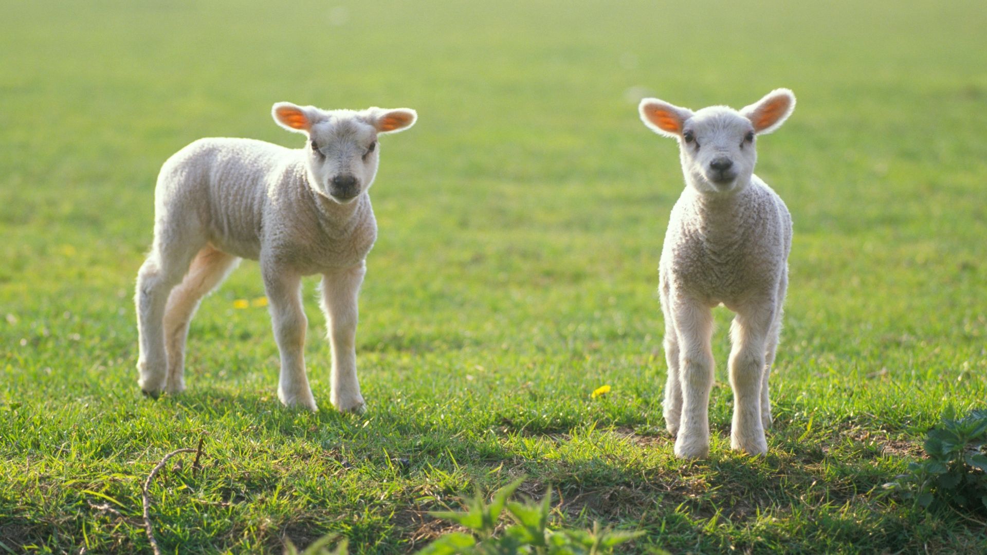 Discover the best spring events across Yorkshire in 2026, from festivals and family days out 