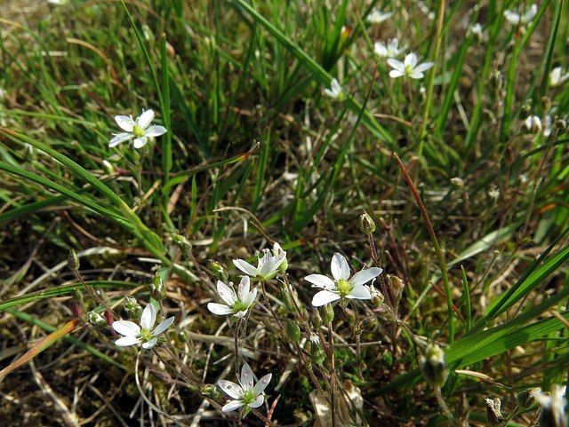 Picture of Yorkshire Sandwort, Ingleborough