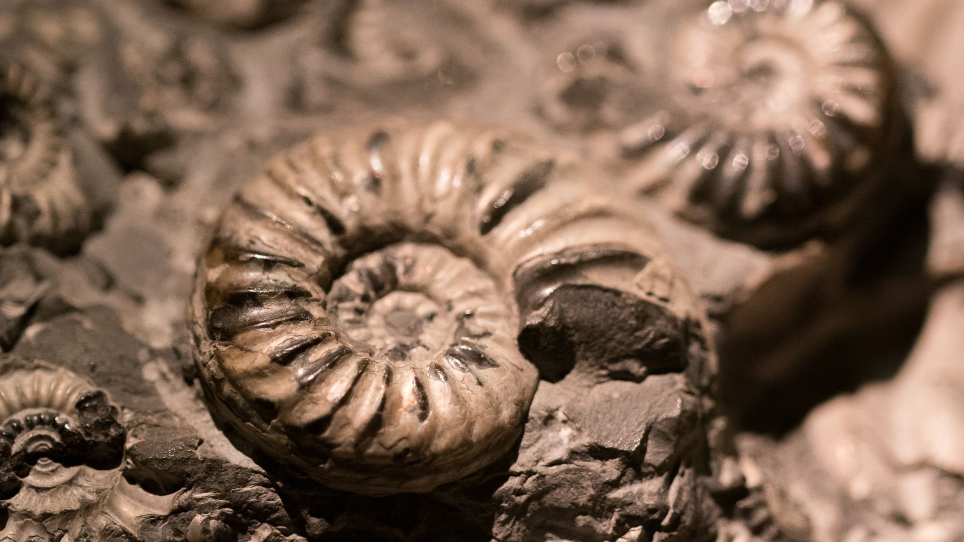 Discover where you might find fossils in Yorkshire, and how to explore responsibly while protecting 