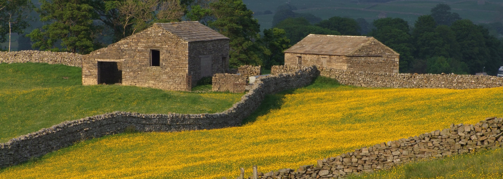 Picture of a wildflower meadow. 