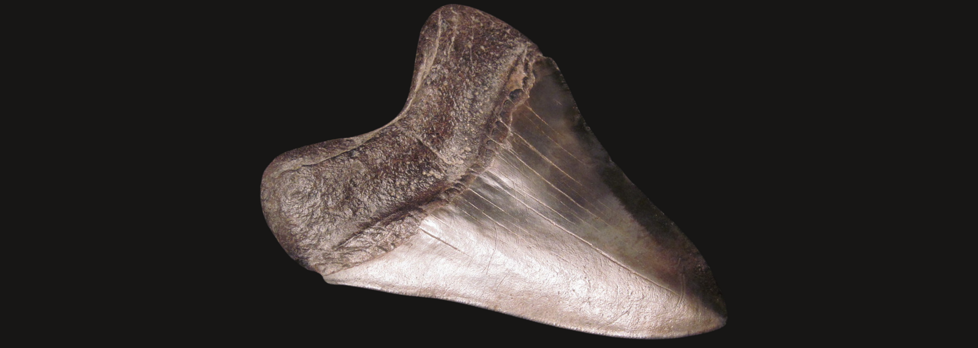 Picture of a Megalodon tooth. Picture of a Megalodon tooth.