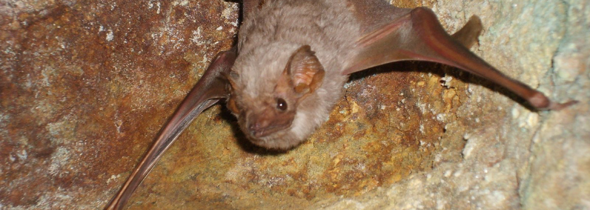 Picture of a bat inside a cave.