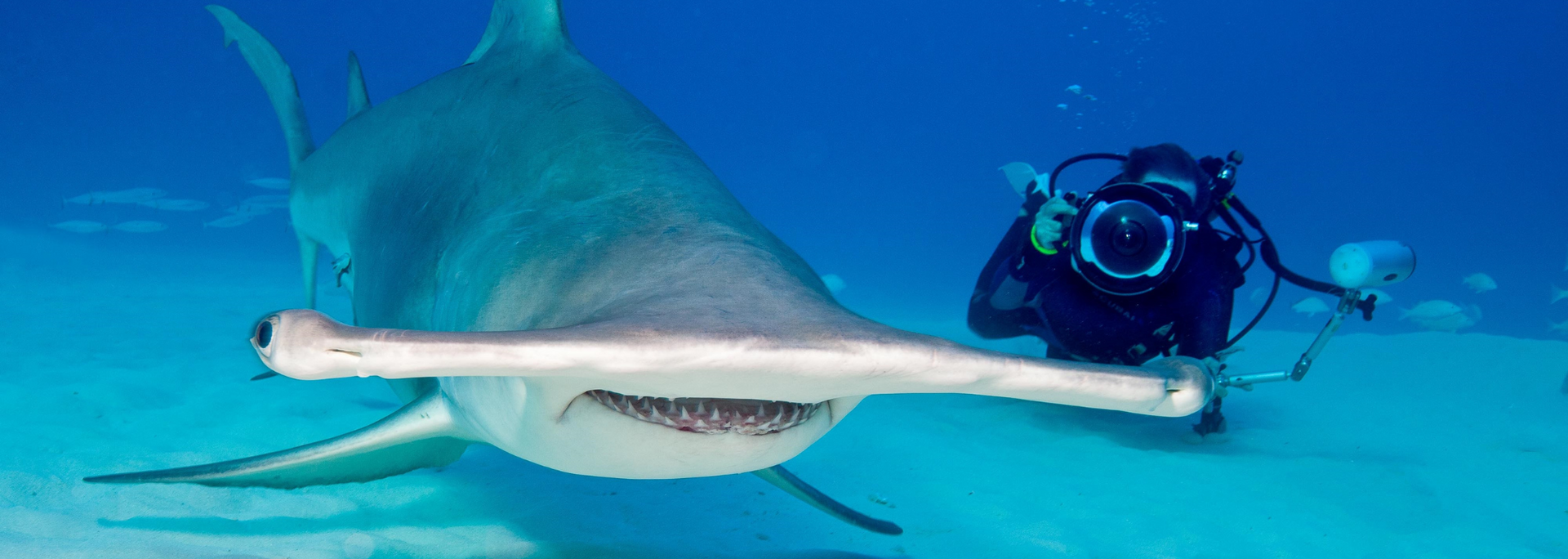 Picture of a hammerhead shark.