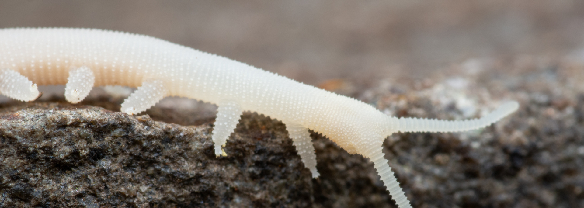 Picture of a white cave velvet worm.