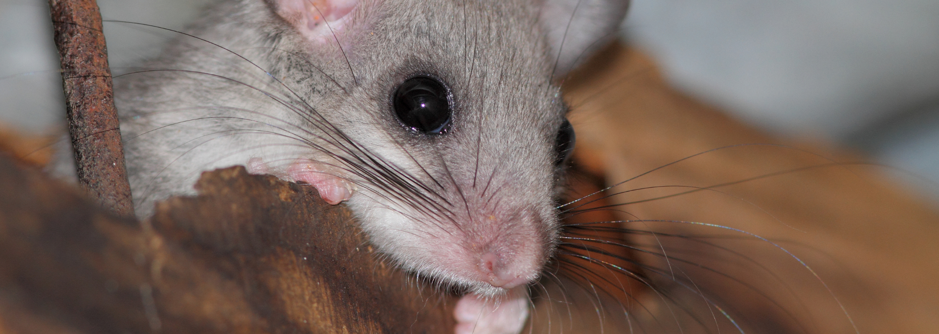 Picture of a dormouse.