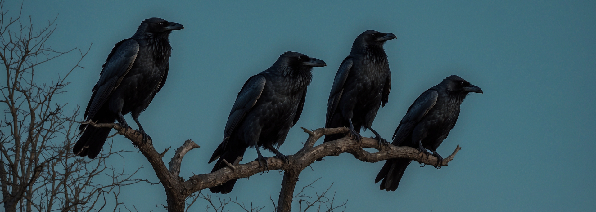 Picture of a group of crows. Picture of a group of crows.