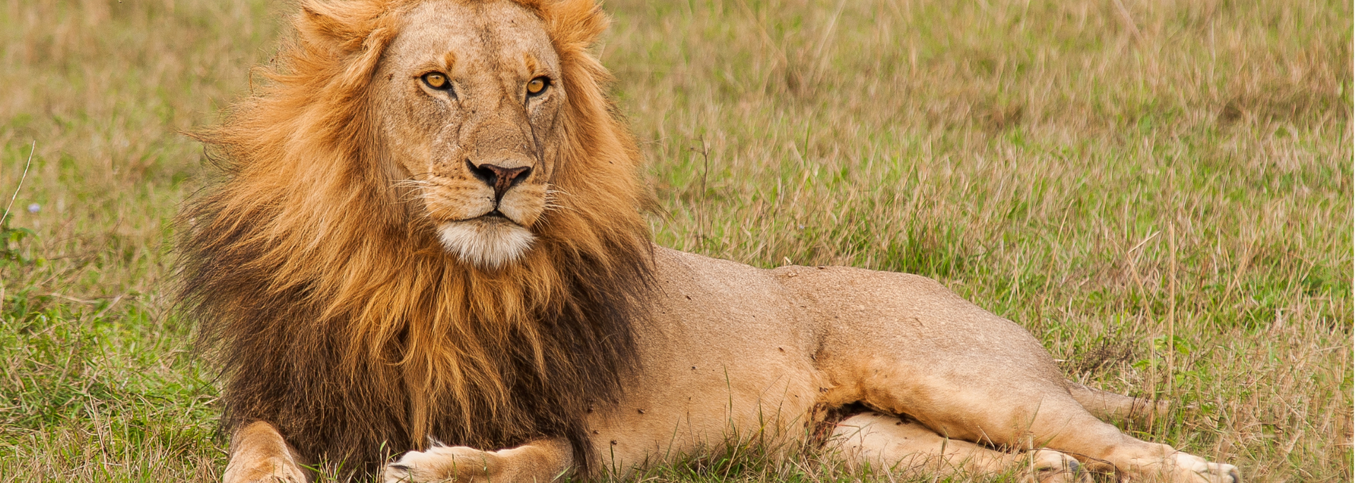Picture of a lion. Picture of a lion.