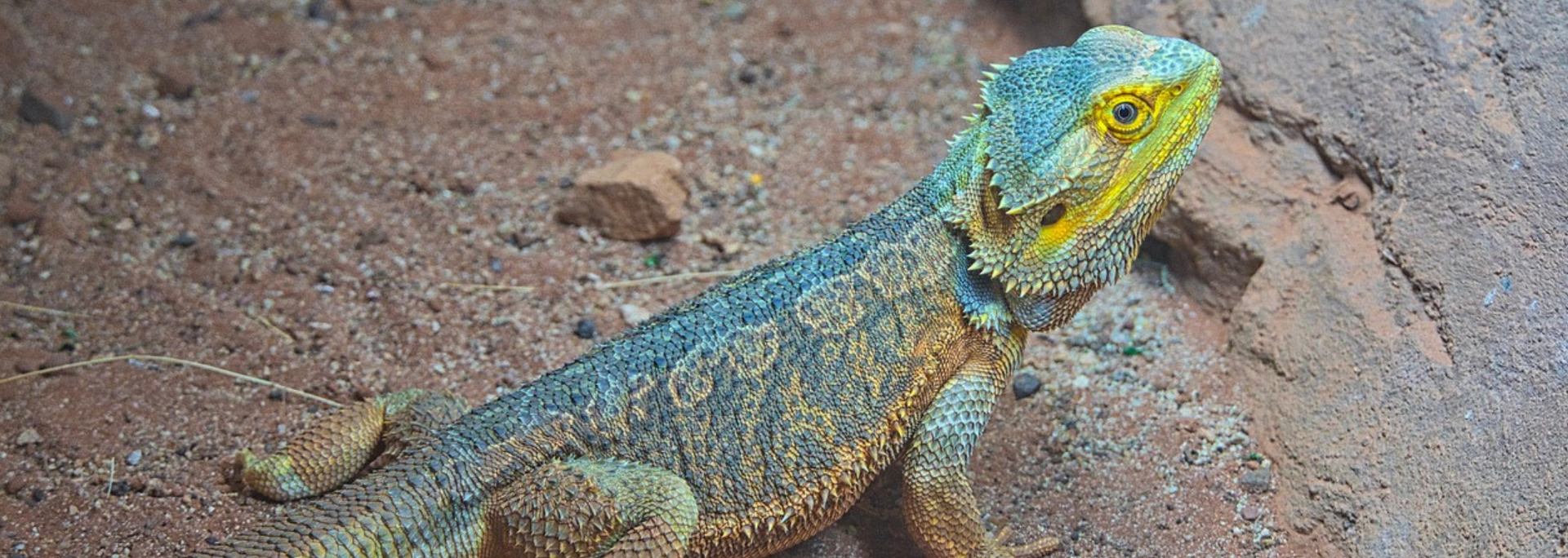 Picture of a lizard. Picture of a lizard.