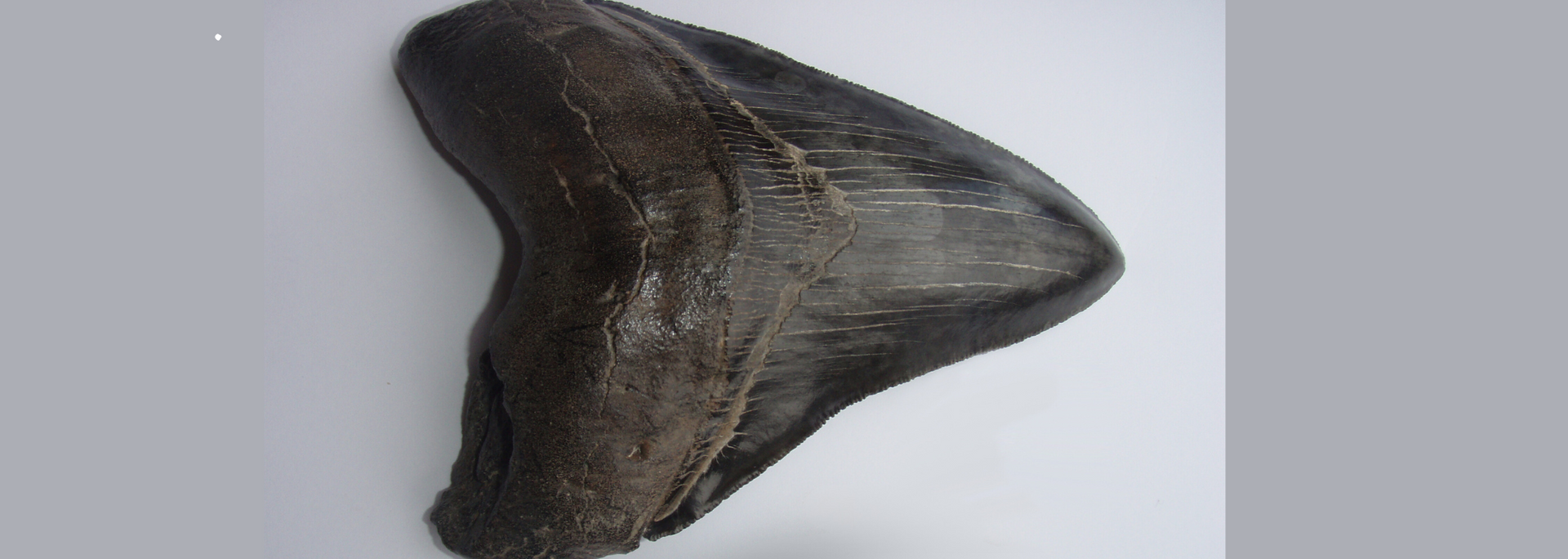 Picture of a megalodon tooth.