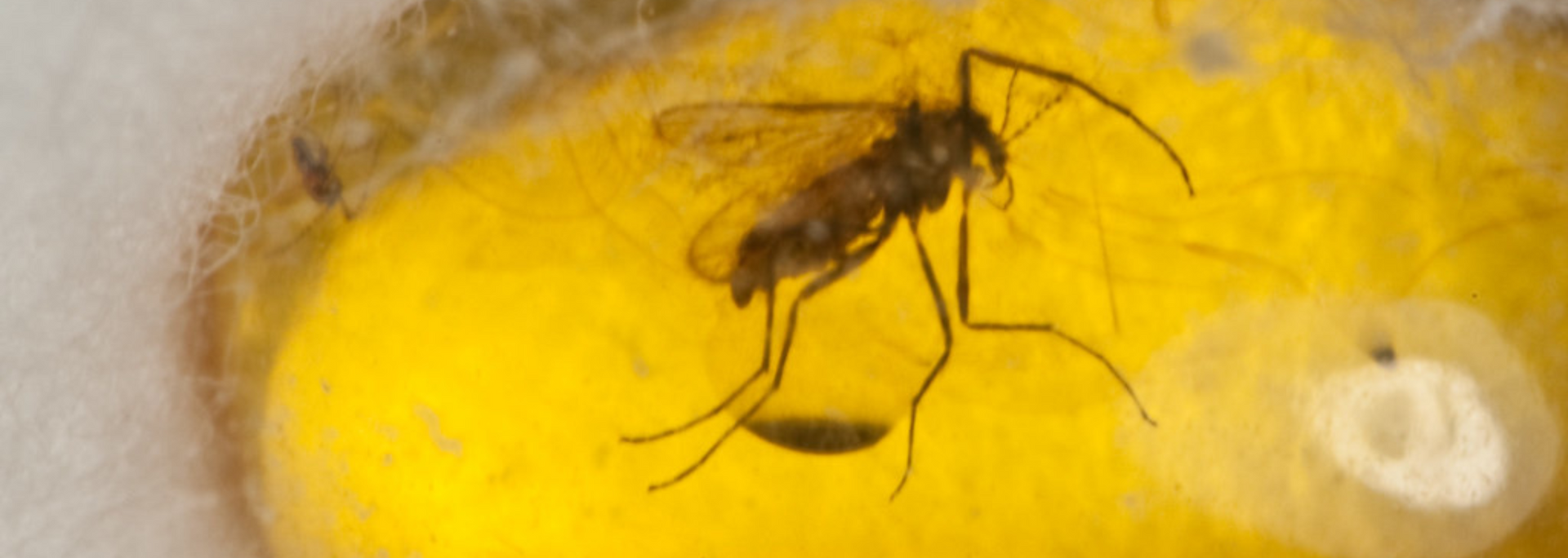 Picture of a piece of amber (with a bug inside).