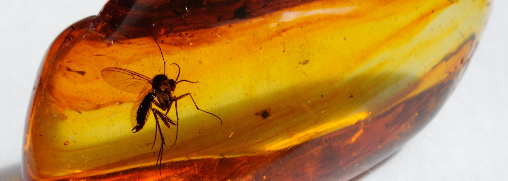 Picture of a piece of amber.